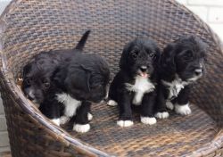 Adorable Poogle Pups For Sale