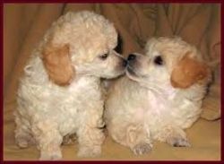 Healthy and Tested Poodle Puppies