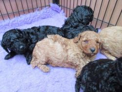 Toy X Miniature Poodle Puppies