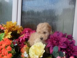 Beautiful AKc Registered Toy Poodle Puppies