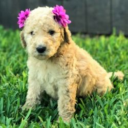 Sweet POODLE puppies for Sale