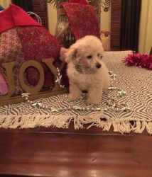 Adorable AKC registered Poodle puppies