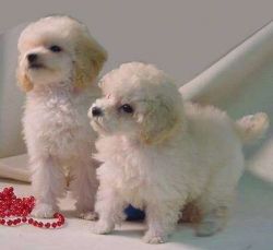 Cute Toy Poodle Pups for a Lovely Home