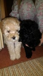 adorable Poodle puppies for any home