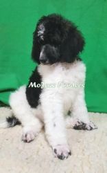 GRCH Sired Standard Poodle Puppies