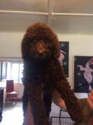 Ready Now, Exceptional Standard poodle pups