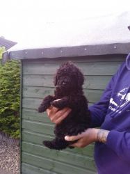 Absolutely Gorgeous Female Poodle Pup Reduced