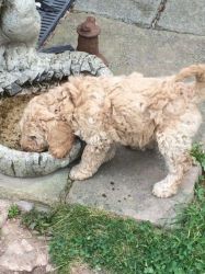 Stunning Standard Poodle Puppies