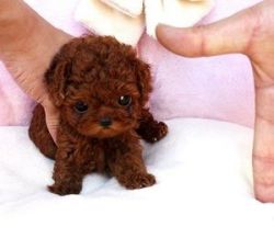 Apricot Micro Teacup Poodle Puppies Ready Now