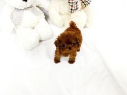 Playful Teacup Poodle puppies For sale Now