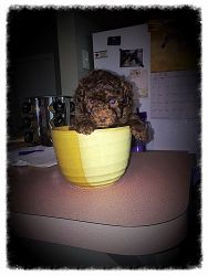 Chocolate toy poodle