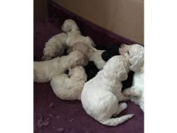 . STANDARD POODLE PUPPIES AVAILABLE FOR SALE