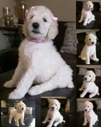 Standard Poodle Puppies!!