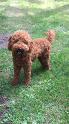 Toy Poodle Puppies For Sale In
