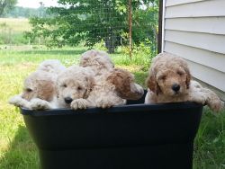 Perfectly Precious Poodle Puppies