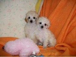 Toy poodle male and female apricot 10 wesk old