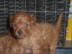 Tiny Red Toy Poodle Girl Puppy