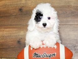 Supper cute male and female Toy Poodle for sale
