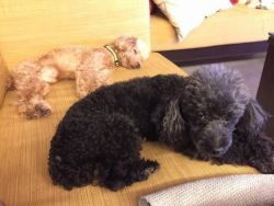 male and female poodle pups