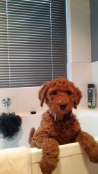 Standard Poodle Puppies - Red