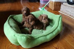 Red Toy Poodle Puppies For Sale..