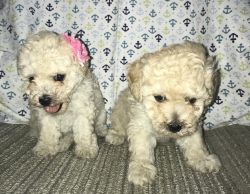 Adorable AKC Poodle puppies