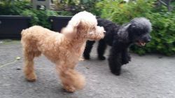 cute and friendly poodle pups