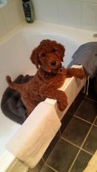 Standard Poodle Puppies - Red