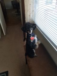 Sell a Male Toy Poodle