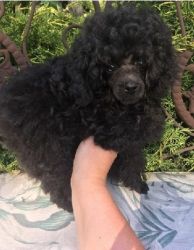 Male and Female Poodle Puppies Available For Sale