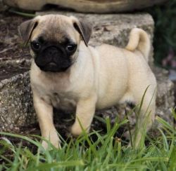 Male and Female Pug Puppies Available Ready For Sale