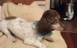 Parti Chocolate Toy Poodle