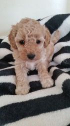 Stunning Toy Poodles Hereditary Pra Clear