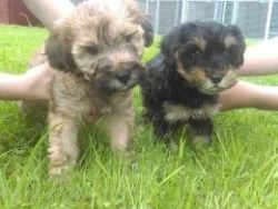 Beautiful Poodle Pups For Sale