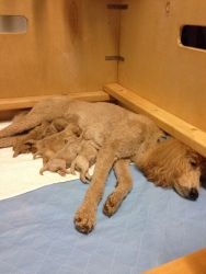 Standard poodle puppies for sale