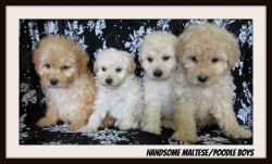 Cute Maltese and Poodle Pups !