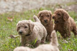 Amazing AKC Poodle puppies
