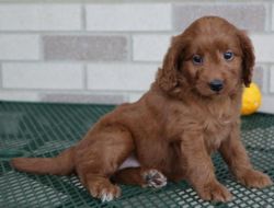 Lovely Golden Poodle Puppies for sale