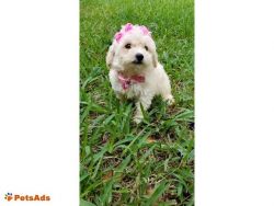Adorable Female Toy Poodle Puppy