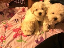 one Cute 8 week old female French Poodles