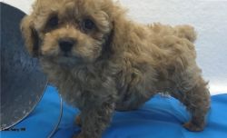 Stunning Toy Poodle Pups