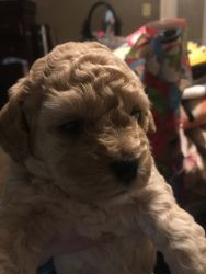 3 Toy Poodle Puppies for Sale