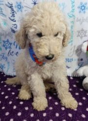Healthy Male and Female Poodle puppies