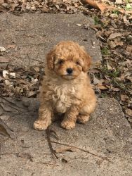 Registered Male Toy Poodle