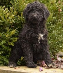 adorable Standard Poodle Puppies For Sale.