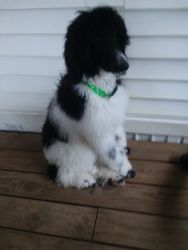 Akc-6 month, standard poodle