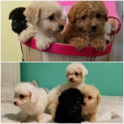 Spectacular AKC Poodle puppies