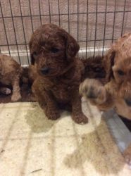 AKC Standard Poodles For Lovely Home