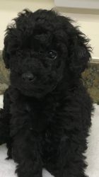 Adorable poodle puppies ready for new homes