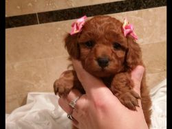 Adorable loving and friendly registered poodle puppies ready for ado